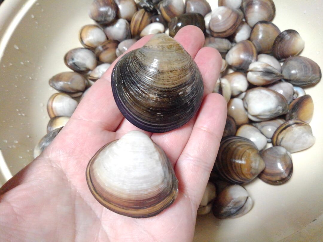 必見 砂抜きの裏技❗️ , 潮干狩りシーズン到来しましたね!, でも砂抜きって, 塩水を作ったりと面倒で, 時間もかかりますよねー😭,すぐ食べたいんだー!って時も, まだ砂抜けてないからなー💦って諦めていました😭, でもこのやり方を知ってからは,時短で食べられるようになりました!, ぜひ保存して活用してみてください🙏,やり方 , ①貝をよく洗う, ②ボールに水を入れる,