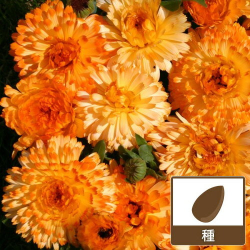 淡路島カレンデュラ