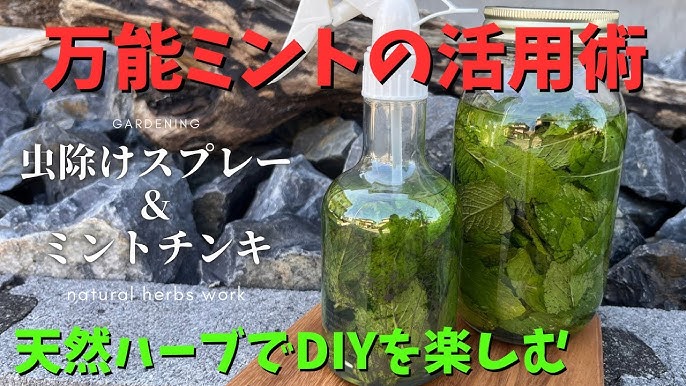 イベントレポ 6 13 日 に除湿剤・虫よけミントスプレーの手作りワークショップを開催しました！椎葉村交流拠点施設Katerie かてりえ の公式ウェブページ