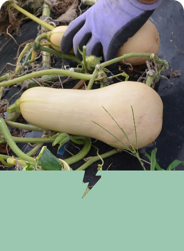 命名 「森のバター」「海のミルク」に続け！食材の新しい二つ名を考えよう - ぐるなび みんなのごはん