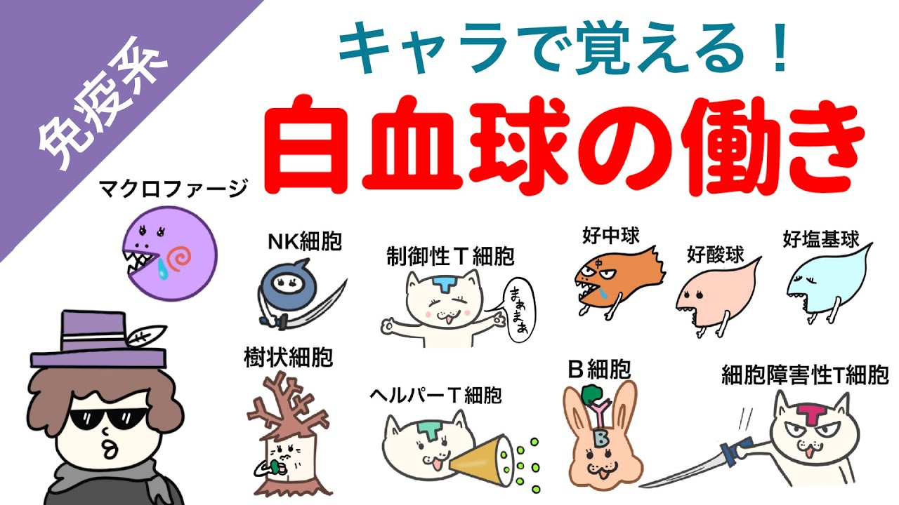 納豆菌 ? オラたちは旅人 もうさよならだっぺ おしえて白血球さん! 食べ物からとった菌は ずっと腸内に留まることはできないぞ。 ガタンゴトンガタンゴトン 納豆菌は 定着できねえ菌なんだっぺ - はたらく細菌 細胞アル