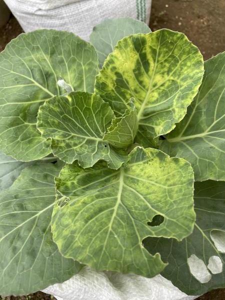 キャベツ - 花の名前を調べる