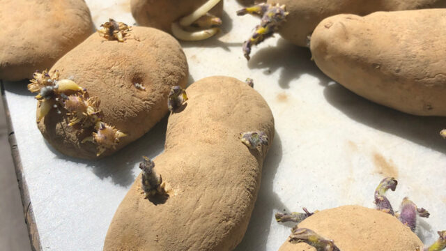 じゃがいもの芽の取り方!芽はどこまで取るの?キッコーマンホームクッキング