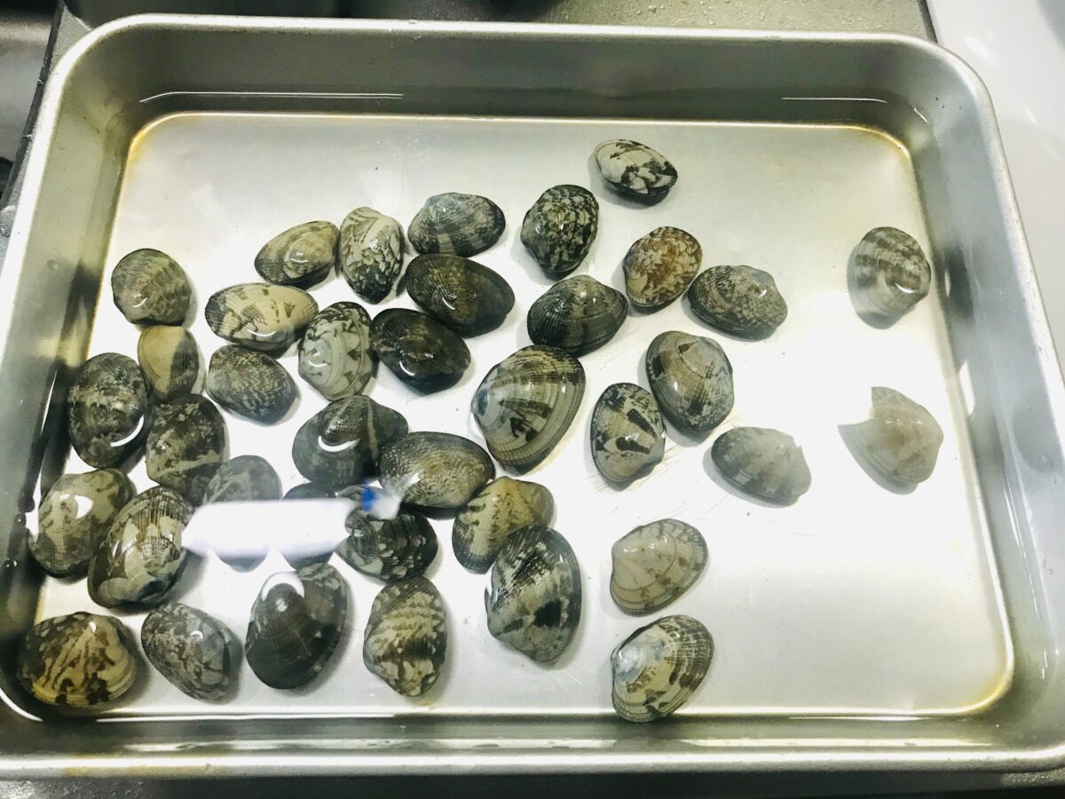 一晩 あさりの砂抜きを放置しすぎた！一晩はやりすぎは？冷蔵庫と常温の時間は