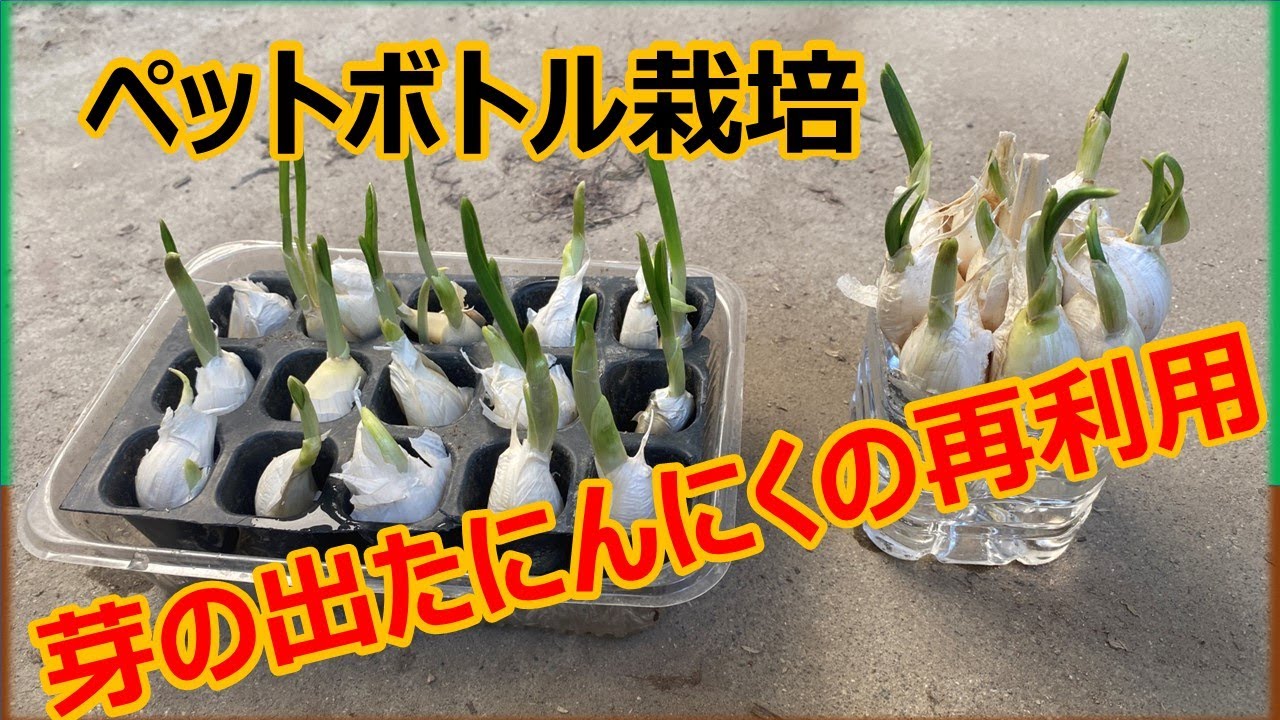 芽が出たニンニクを植えると種はゴミじゃないキッチンから始めるリサイクル菜園