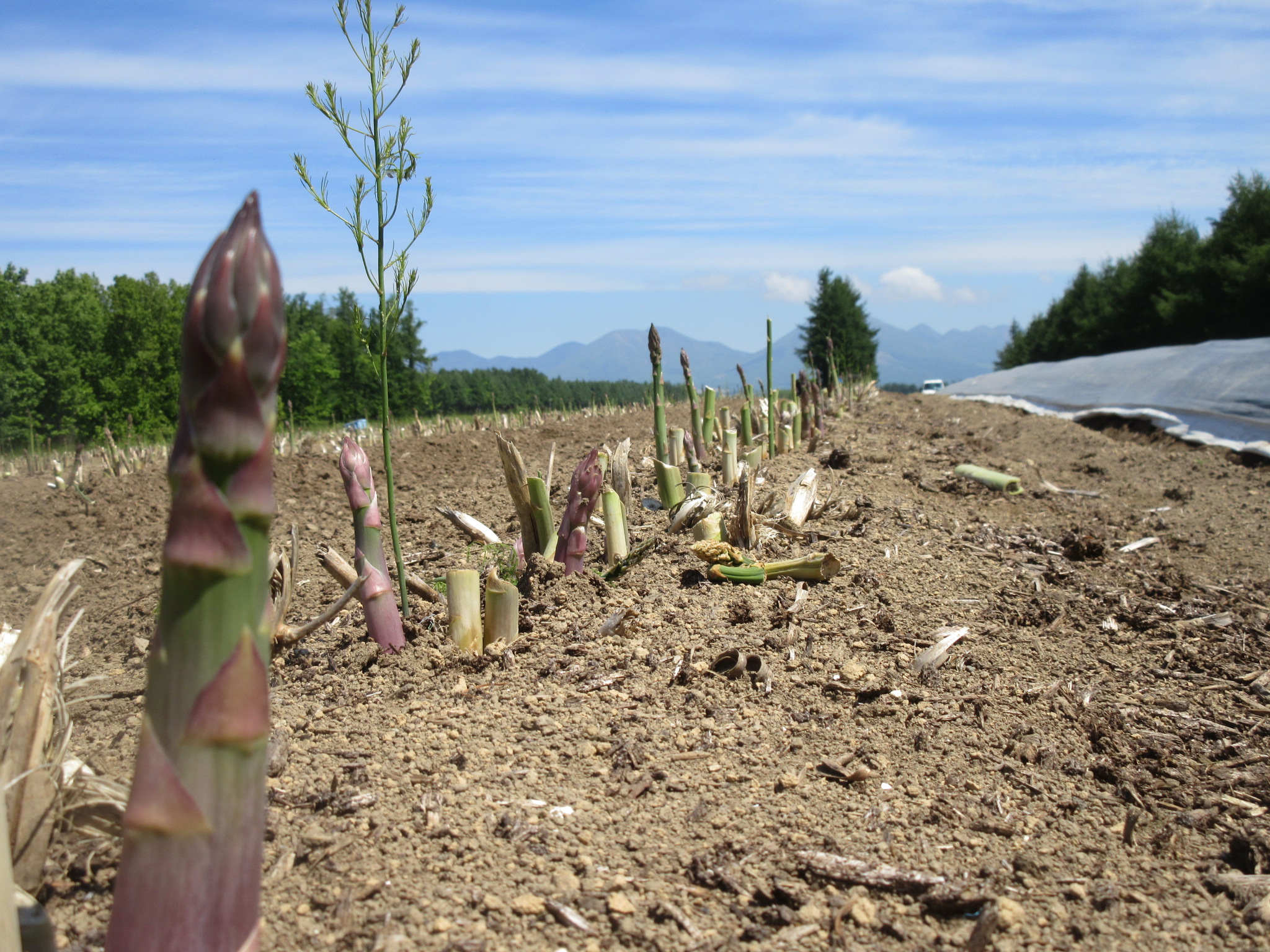 アスパラガスの保存方法 - 野菜の保存方法 料理の基礎レシピサイトNadia