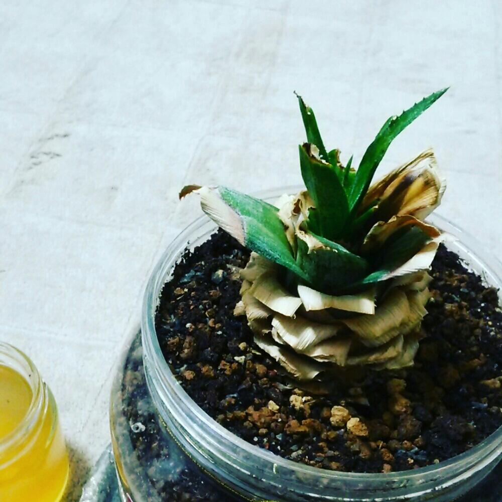 パイナップルの育て方・栽培方法 植え方やお手入れのコツやポイントまで。通販 - ディノス