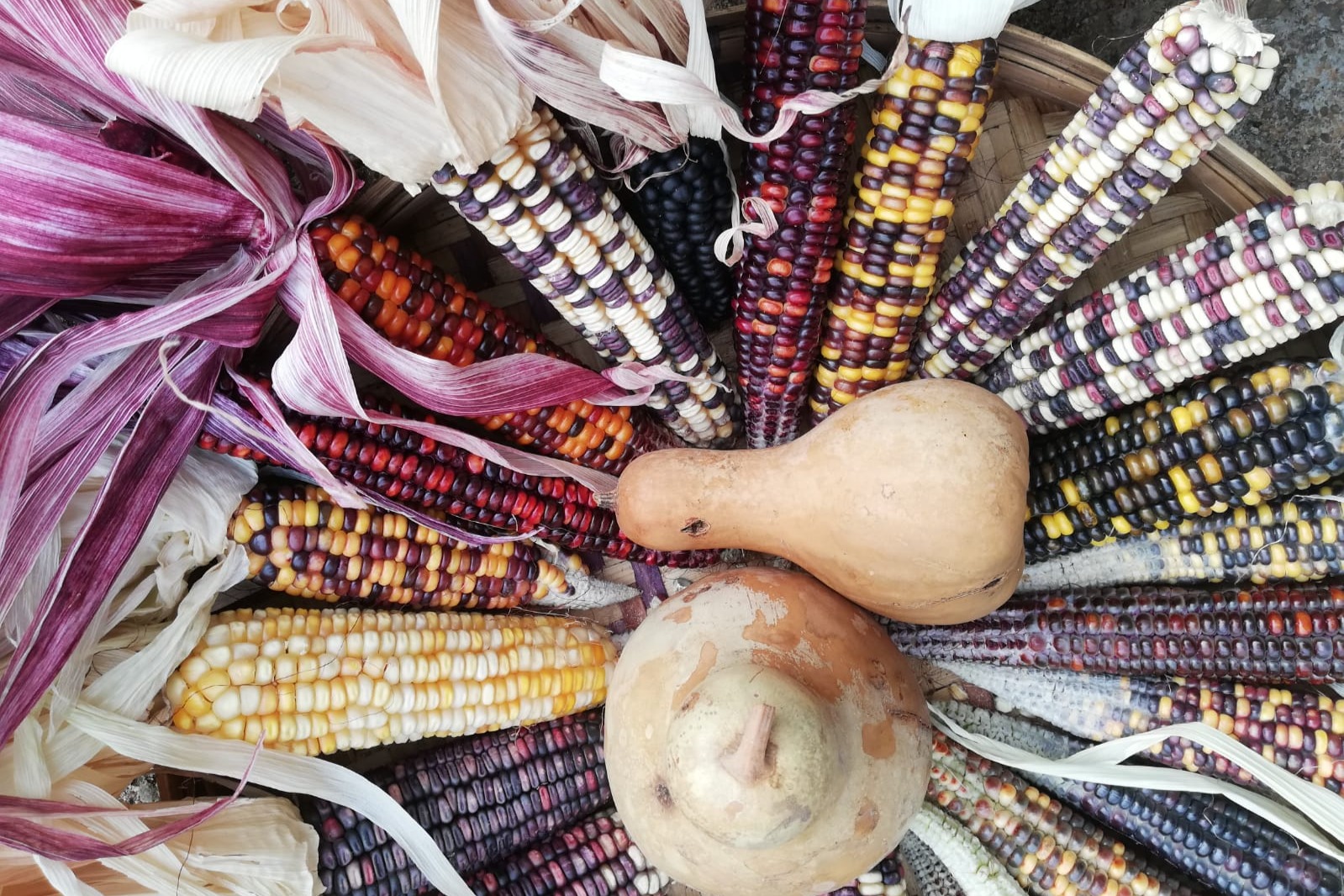 グラフでみるとうもろこしトウモロコシノセカイとうもろこしの総合情報サイト