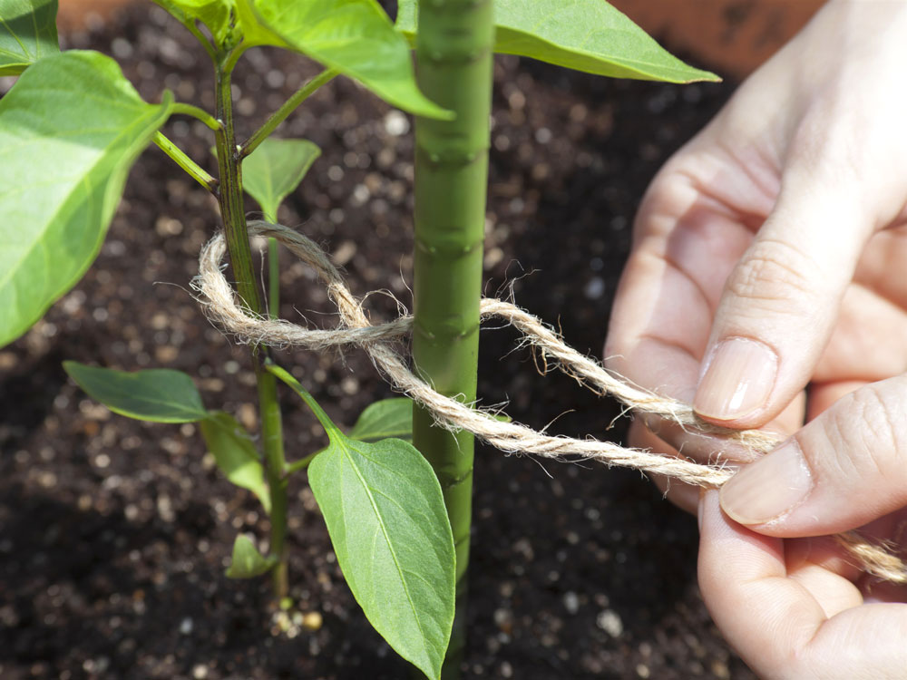 初心者向け！ピーマンの栽培方法・育て方のコツ│コラム特集読みものサカタのタネ 家庭菜園・園芸情報サイト 園芸通信