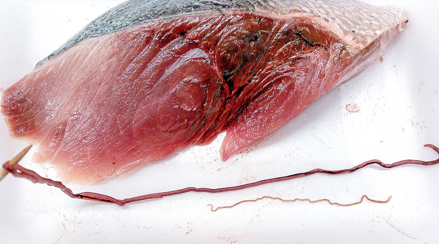 排水路で異常繁殖する「泉の鯛」ナイルティラピアを釣って食べてみた②：刺身で食べてみた野食ハンマープライス