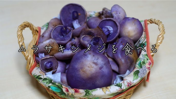 ムラサキシメジ: 穂高町学者村 管理事務所日記