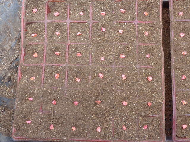 トウモロコシの育て方・栽培方法週末の家庭菜園 – 週末にて