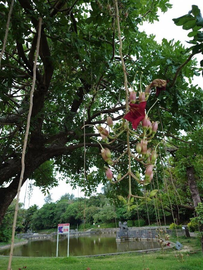 ソーセージの木の花キゲリアアフリカナ - ソーセージノキのストックフォトや画像を多数ご用意 - ソーセージノキ, ナミビア, 人物なし - iStock