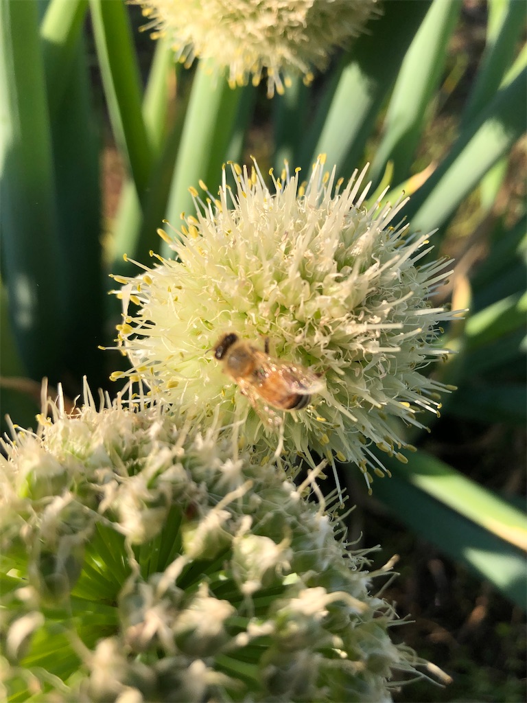 大きな紫色のボールのような圧巻の花はアリアム・ギガンチューム。ネギ科ネギ属のアリアムはネギ坊主にもよく似た花。ボールのように見える花は、小さな紫色の花 が球状に集まり、花径15㎝ほどのボールのような形になります。草丈も1m~1.5mと子供ほどの背丈に成長。青空に