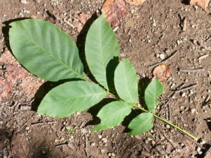 カシグルミ・オニグルミ・ヒメグルミ・サワグルミの違いは？似た種類の見分け方を解説！硬い果実はリスとネズミ専用に進化していた！？Ecological Notes Web