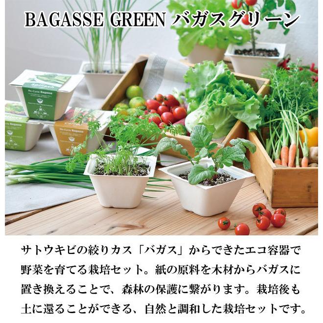 バガスグリーン ミニキャロット 栽培キット: キャラクター・バラエティ雑貨ロフトネットストア
