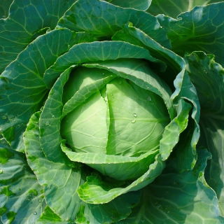 発熱のときにはキャベツを頭にかぶると良い？熱冷ましの新常識「キャベツ枕」に様々な声 - Togetter