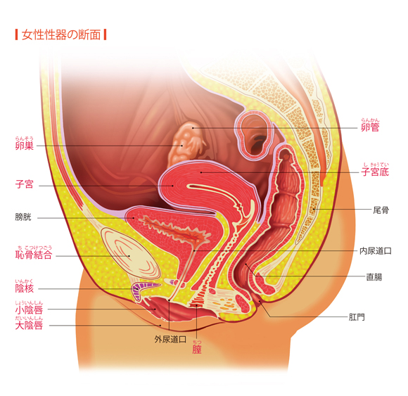 前庭球 - Wikipedia