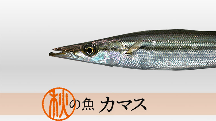 焼く前の一手間でさらにおいしく、カマスの塩焼き