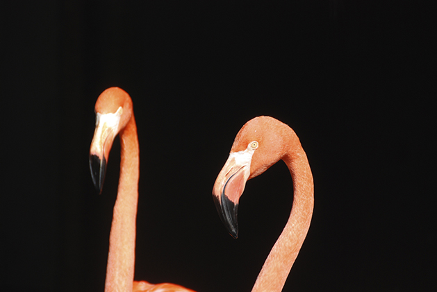 チリーフラミンゴ野生の王国 群馬サファリパーク