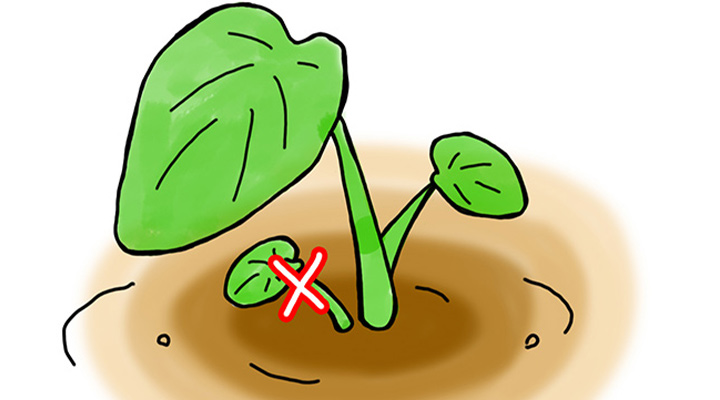 里芋の育て方 半日陰や北側のスペースで栽培できる野菜！追肥や土寄せ収穫の時期など家庭菜園の仲達と家庭野菜宣言