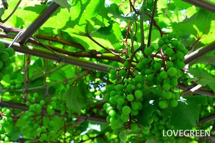 フルーツパーゴラ 大 幅180×奥行120×高さ180cm 果物棚 藤棚 ふじ棚 ぶどう棚 葡萄棚 園芸棚 ガーデニング:ミドリス JREMALL店通販JRE MALLショッピングJRE POINTもおトクに貯まる・使える