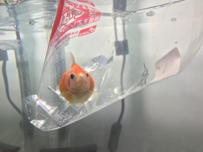 鯉クラスになる?! お祭りですくった「金魚」を長生きさせる方法