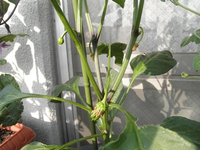 プランターでミニピーマンを育てようプランターで野菜をつくってみよう