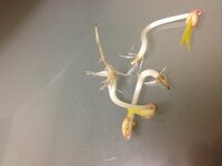 もやしの下ごしらえ・洗い方・保存法レシピ毎日の野菜・フルーツレシピAll About