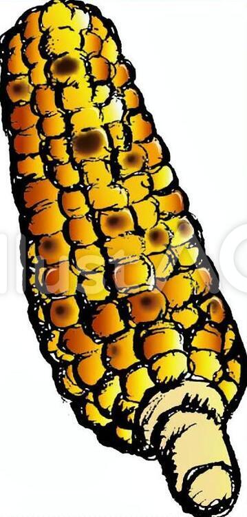 とうもろこし給食イラスト集 - 給食だよりなどに使えるオリジナルイラストを無料配布給食ひろば