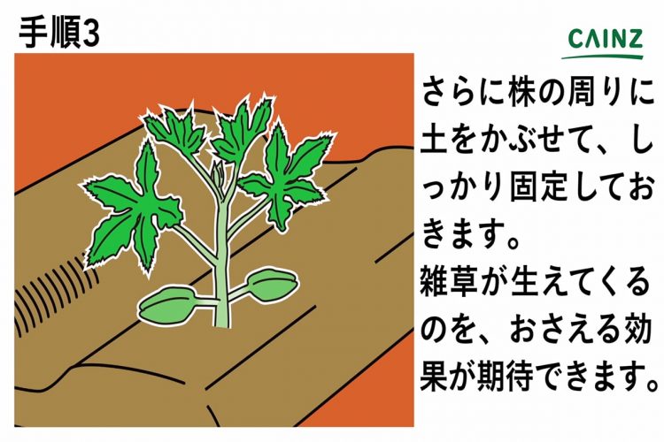 オクラの育て方プランター栽培、肥料の与え方も解説 – 自然暮らし