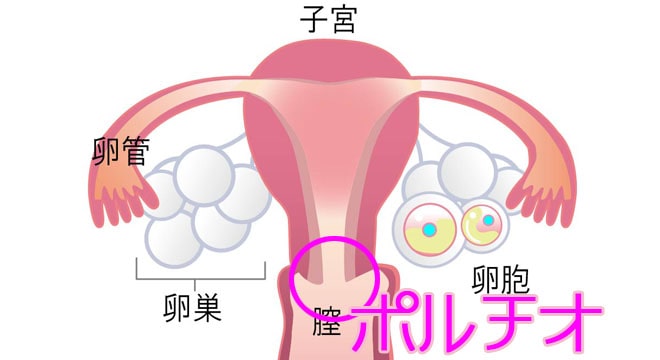 双合診される | サイバークリニック・診察中・婦人科・肛門科・心療内科