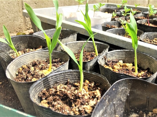 7月に種まきのできる野菜と収獲日数おうちガーデン