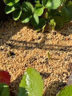 半日陰ベランダで芽が出たニンニクを春に植えてみました半日陰ベランダ906