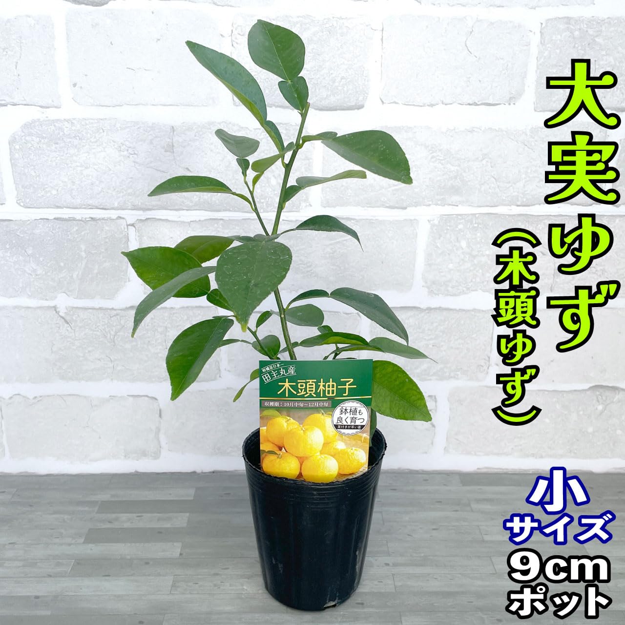 鬼柚子 獅子柚子 とは？大きな柚子の品種特徴や食べ方・使い方を紹介！BOTANICA