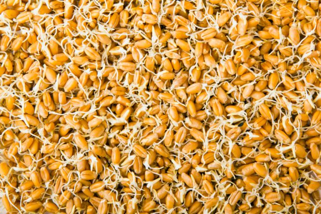 科学のコラム - 手違いで重複する所もありますが、今日も大麦について書いてみたいと思います。大麦がなぜ「大麦 」と言うかと言うと。ひげのような「禾 のぎ 」というものが長く、穂が大きく見えるから。見た目だけではありません。大麦はパンにしてもガチガチになって