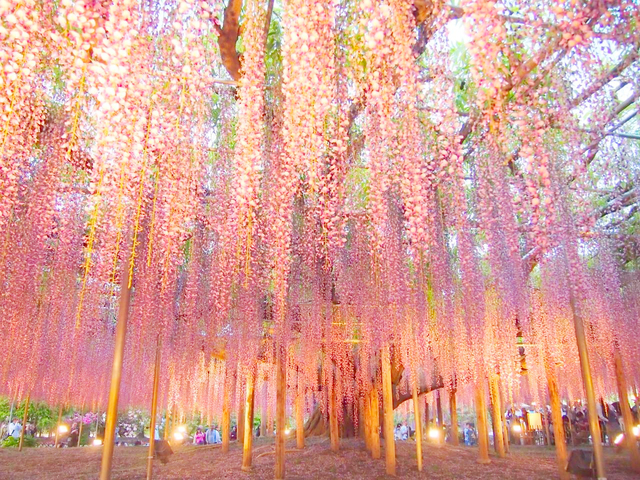 目的は自由自在！新時代の大満足ドライブをご提案 気軽に楽しめる選りすぐり50プラン『日帰りドライブ関東版』本日発売 ～絶景ドライブ コース、開放的なテラスのお店、人気のSA・PAグルメ大調査 ほか ～ぴあ株式会社のプレスリリース