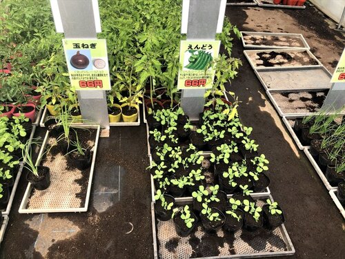 由仁町の花のまつうらさんへ行ってきました。 : 猫だらけ Powered by ライブドアブログ