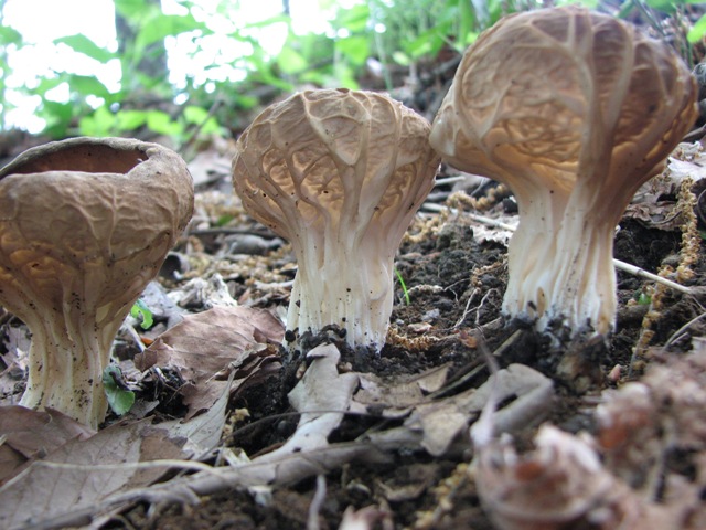 きのこアルバム ニカワチャワンタケ