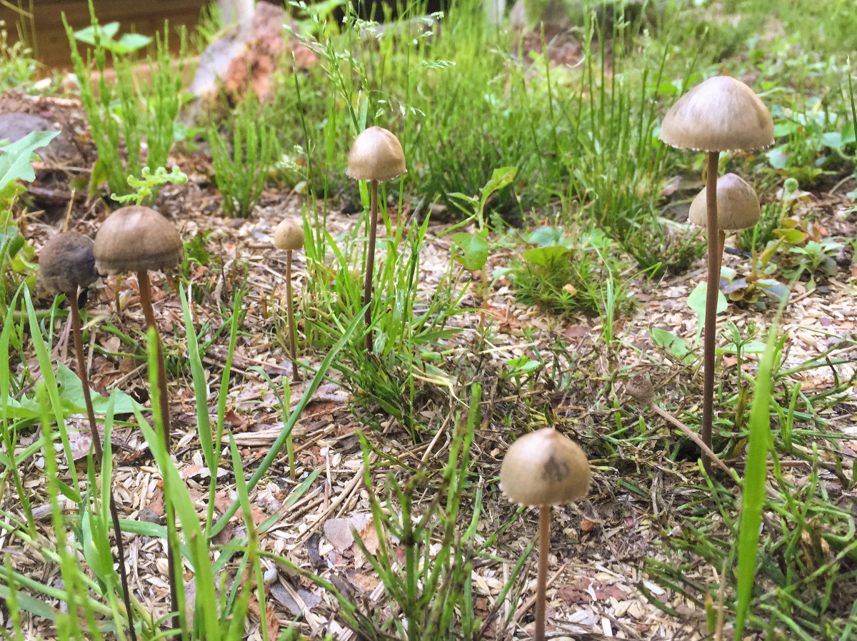 不思議なキノコの形・生態から毒キノコまで。県立広島大学の公開講座レポートほとんど0円大学