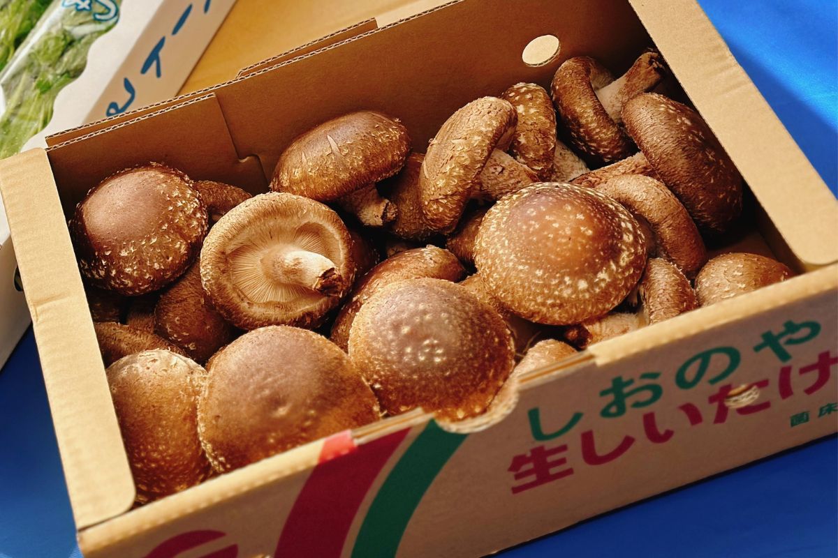 ぎふベジ しいたけ編① ～ 飛騨・美濃の美味しい椎茸「やまっこ」のご紹介と椎茸の保存方法。 : スパイスと薬膳と