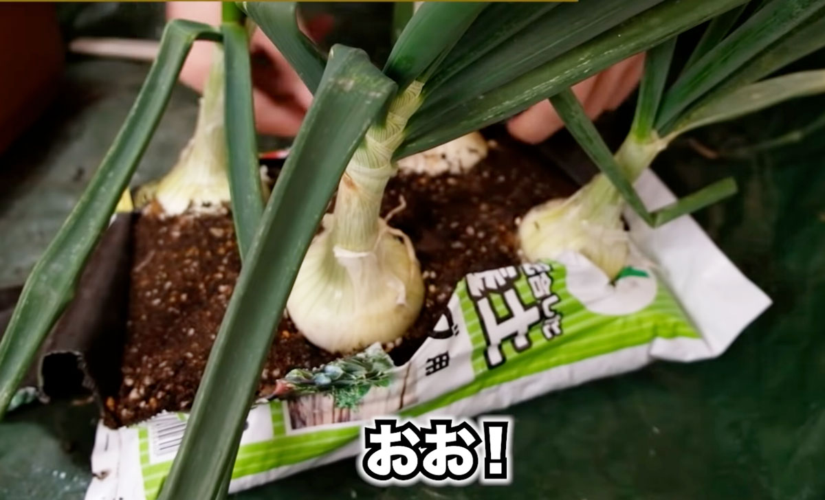 チューリップ 球根 堀り上げ: ブロックで簡単チューリップ花壇の作り方