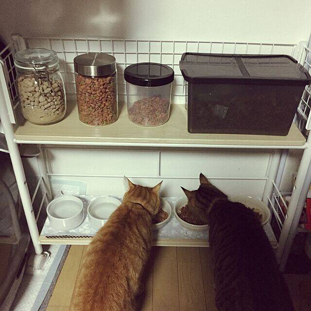 猫のトイレの置き場所はどこが最適？快適な環境を整えて失敗を減らそう分譲 日本中央住販