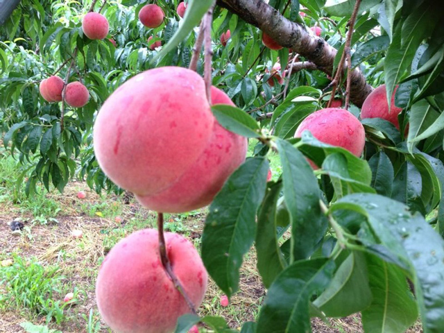 今が旬！夏のフルーツ♪もも狩り特集！関東発・東京発 日帰りバスツアーのバス旅オリオンツア