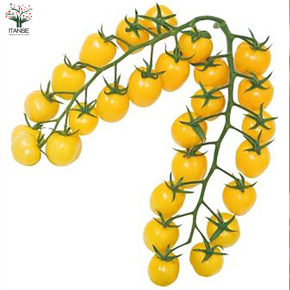 トマト ＴＹミディイエロートマトなかはらのたね中原採種場