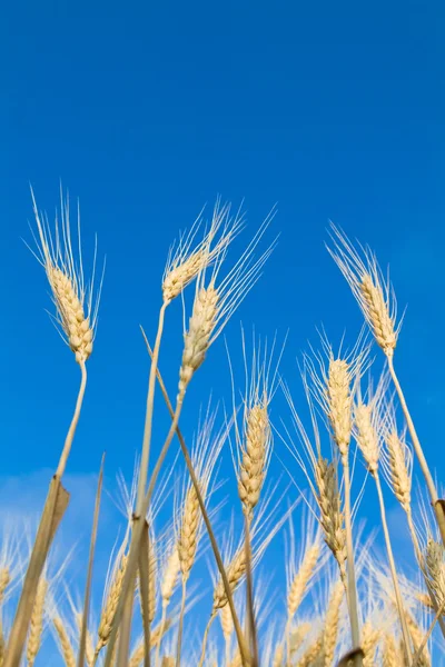 上海金黄金 _上海金黄金品牌 图片 价格_上海金黄金批发_阿里巴巴- 第28页