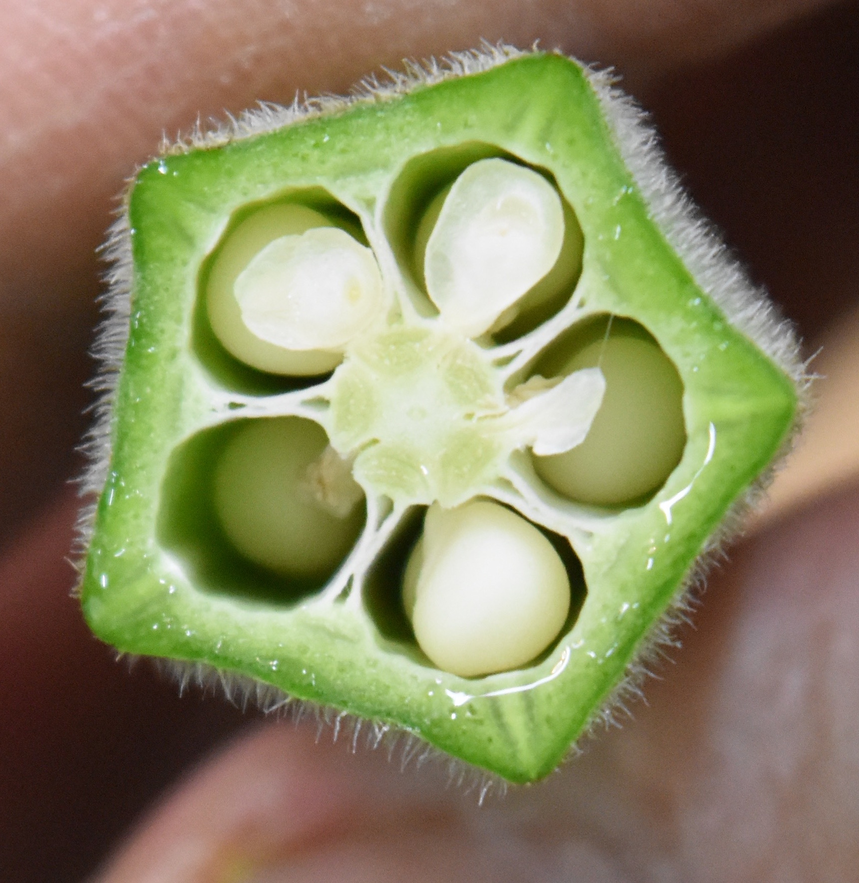 野菜の断面のフレームイラスト素材 の Stock ベクターAdobe Stock