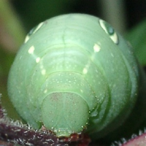 セスジスズメ 。スズメガ科コスズメ属の昆虫です。国外では、マレー半島、インド、ニューギニアなどに分布し、国内では、ほぼ日本全土に生息します。幼虫は、ヤブガラシやノブドウ、サツマイモなど様々な植物の葉を食べます。奈良Nara昆虫Insects