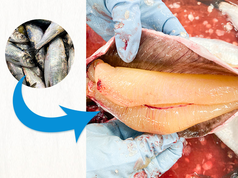 春告魚が日本海を白く染め 約７０年ぶりニシン「群来」 北海道・神恵内村 - 産経ニュース