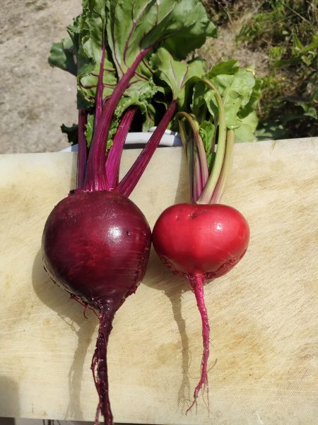 赤色野菜 02237004815 の写真・イラスト素材アマナイメージズ